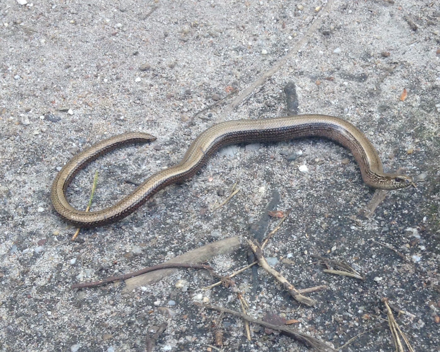 Slow worm- Anguis fragilis (hazelworm)