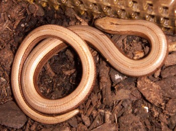 Slow Worm (Anguis fragilis)