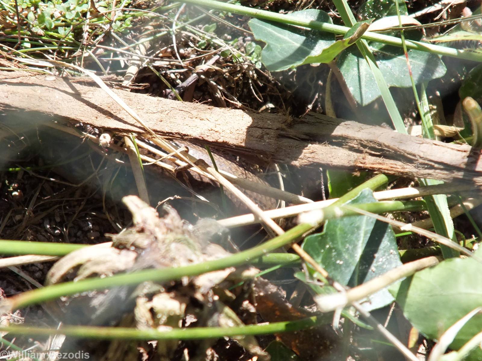 Slow Worm Hiding Under a Piece of Bark