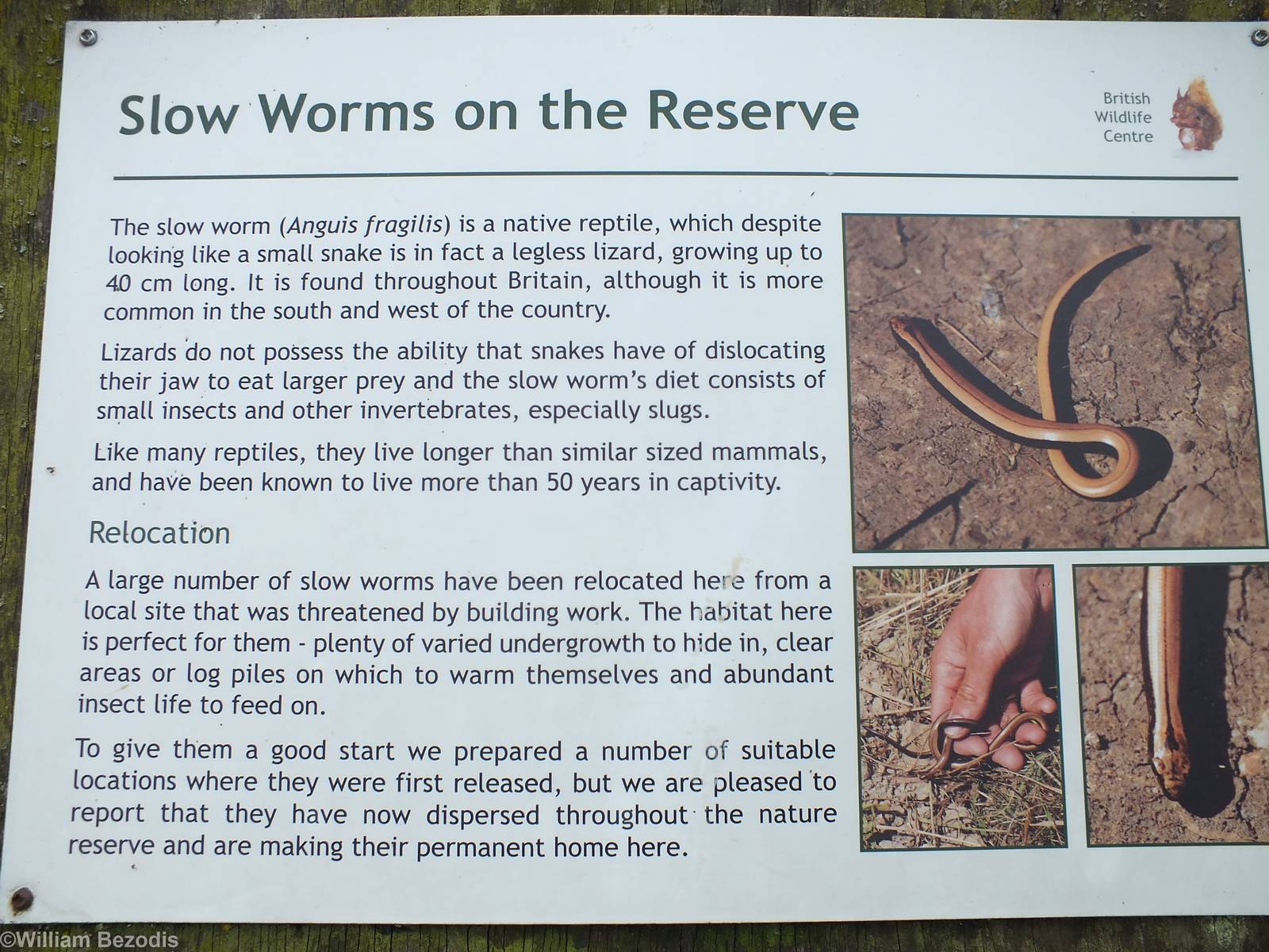 Slow Worm Sign in the Nature Reserve