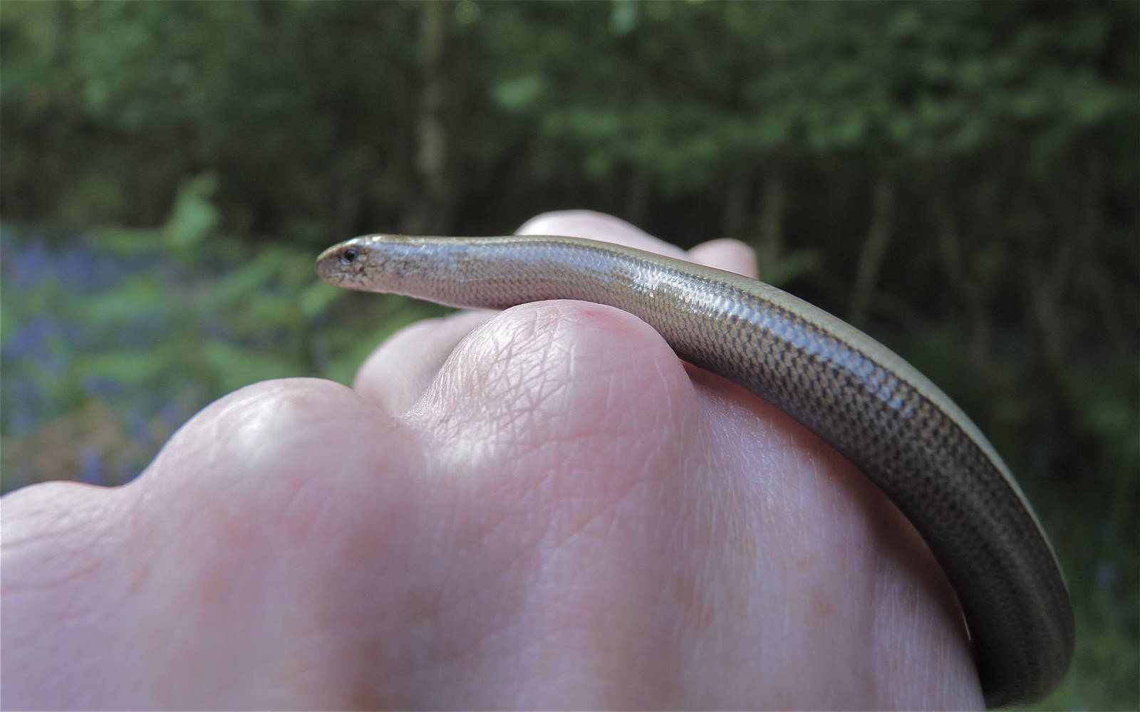 Slow Worm