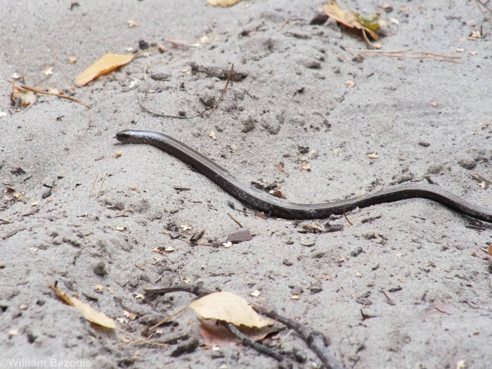Slow Worm