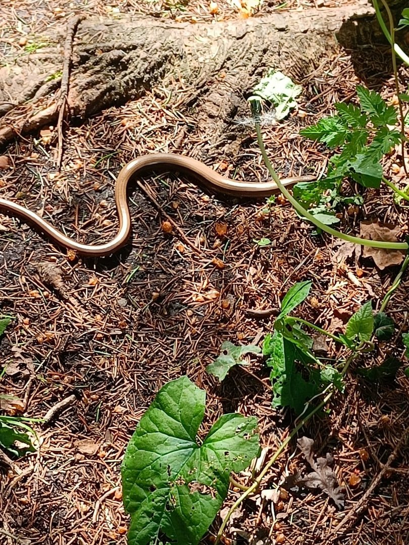 Slow Worm