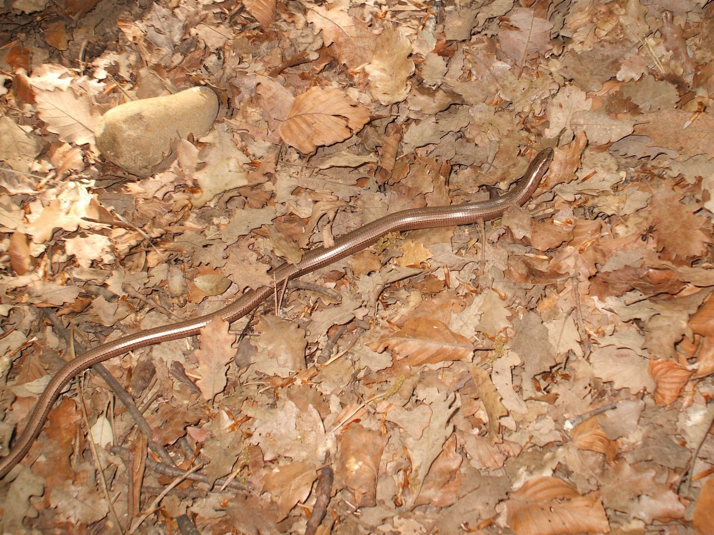 Slowworm, Anguis fragilis