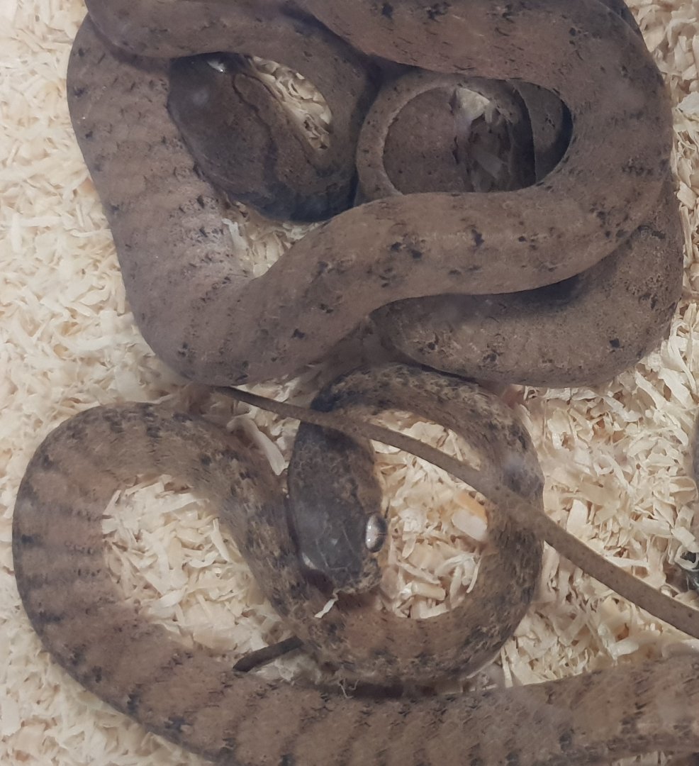 Slug-eating snakes - Pareas carinatus