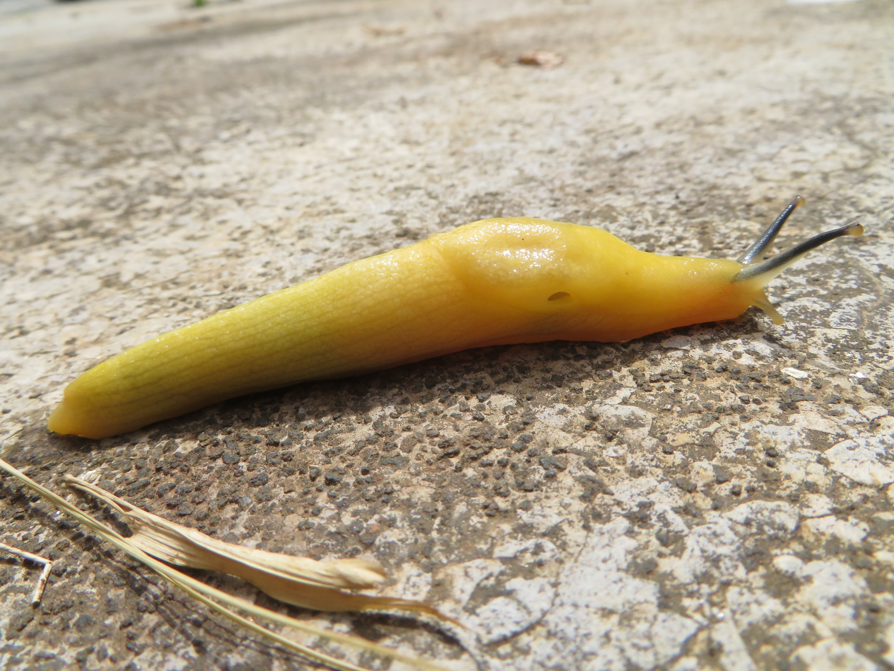 Slug