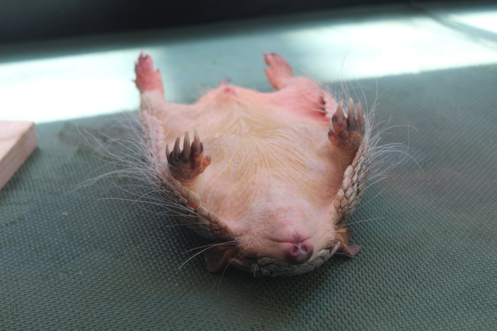 Slumbering Screaming Hairy Armadillo