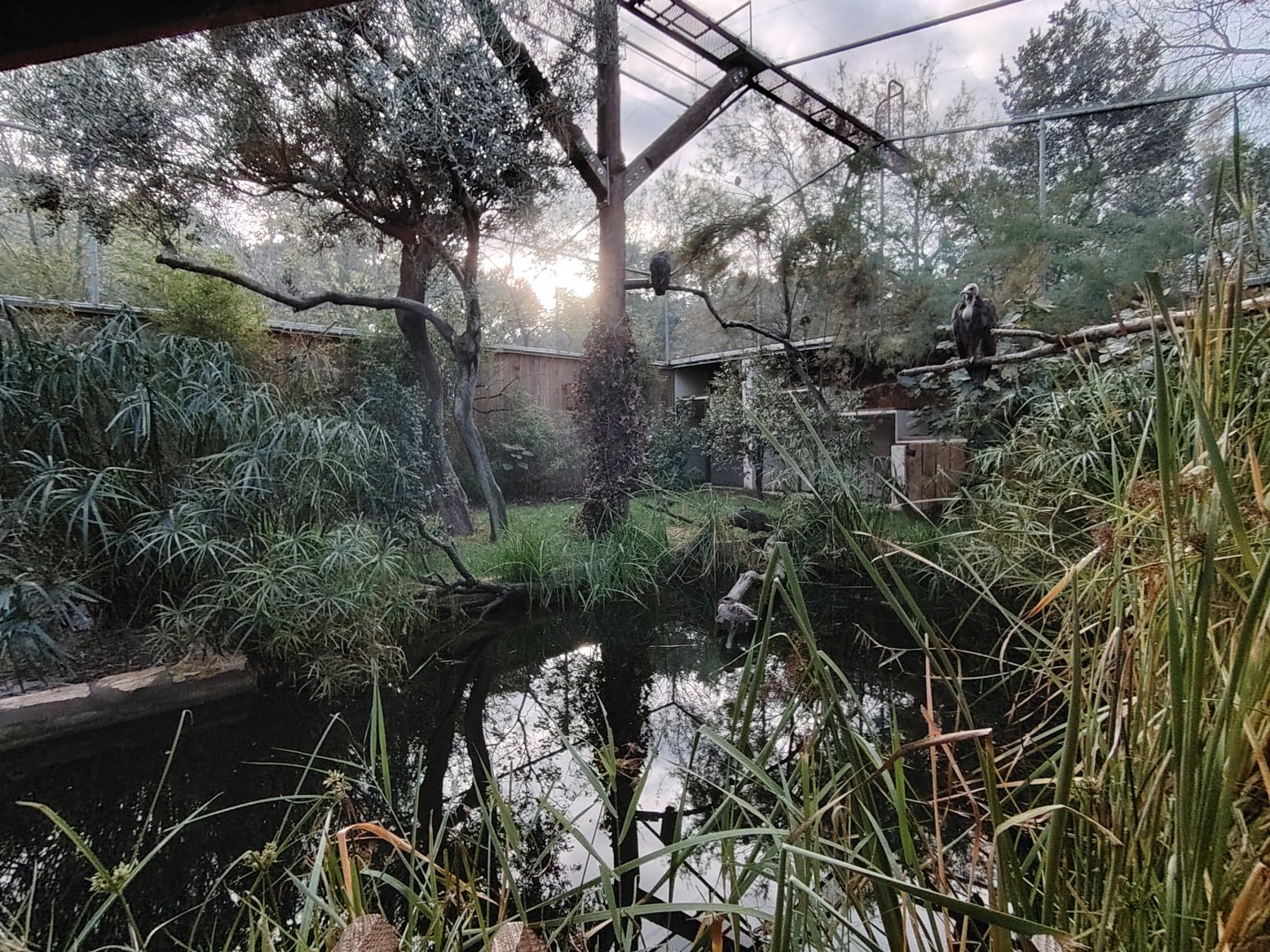 Small African Aviary (specie list in comment)