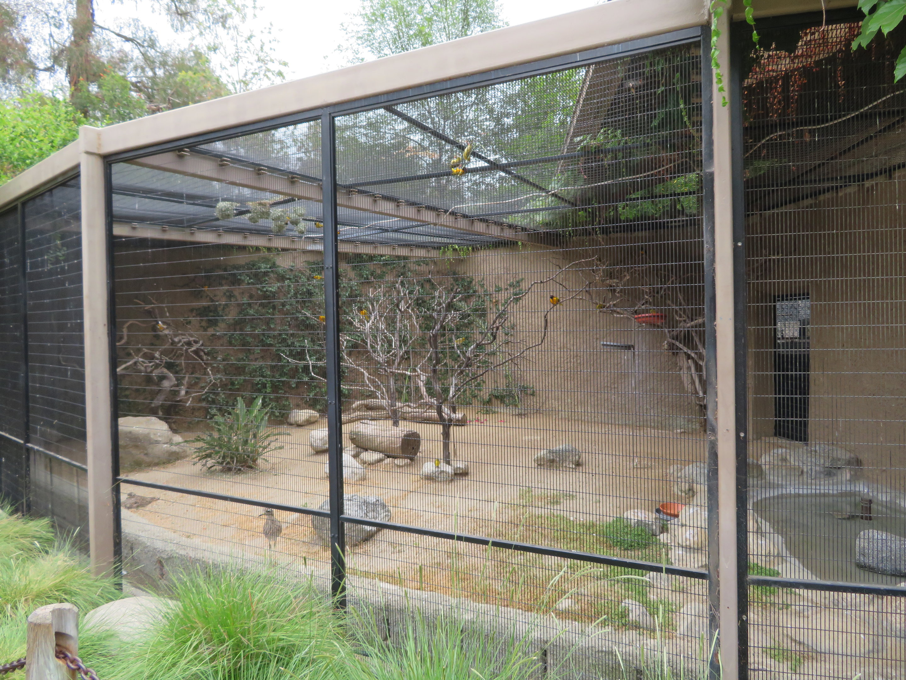 Small African Aviary