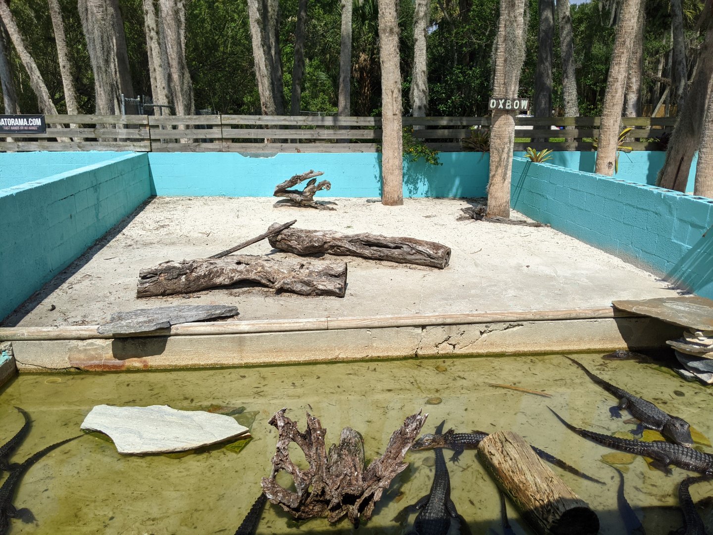 Small Alligator Enclosure #1