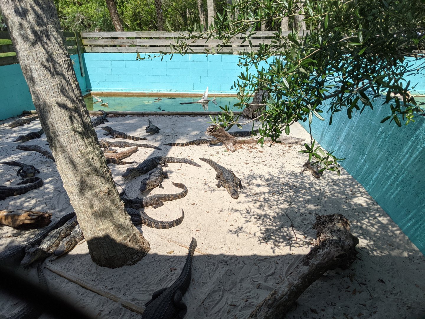 Small alligator enclosure #2