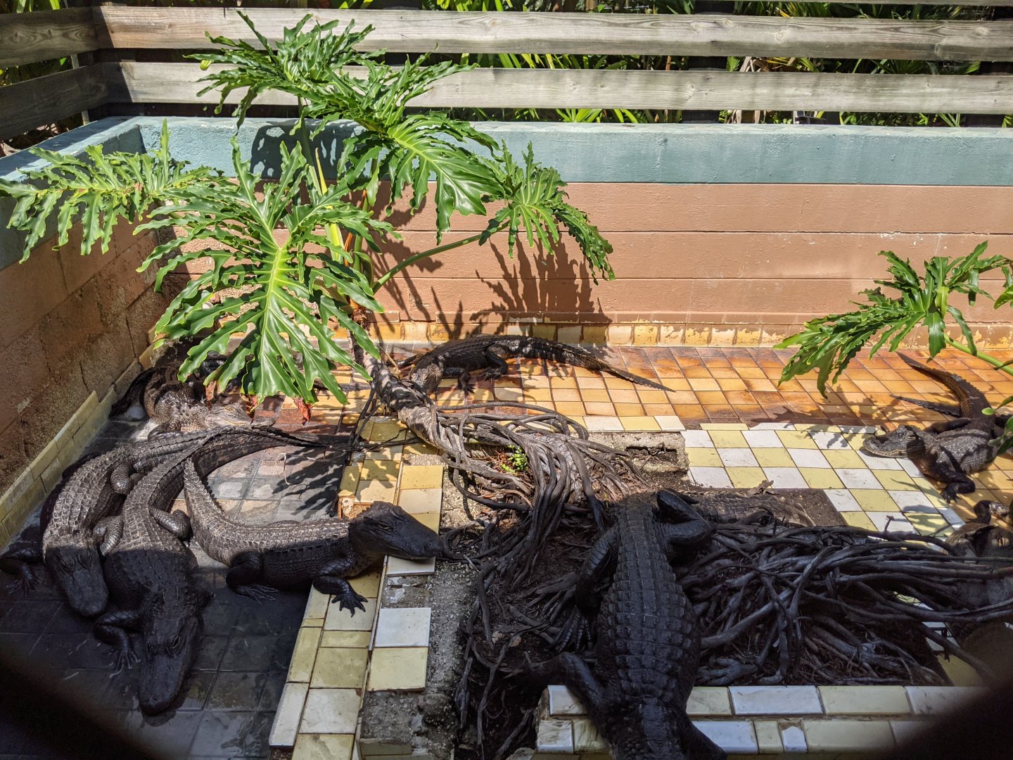 Small alligator enclosure #4