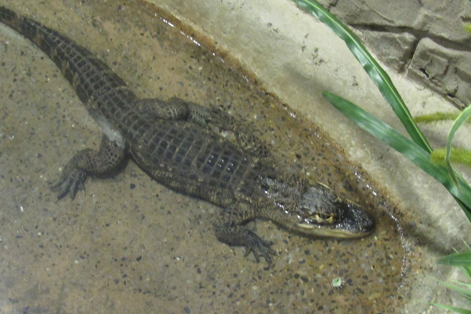 small alligator