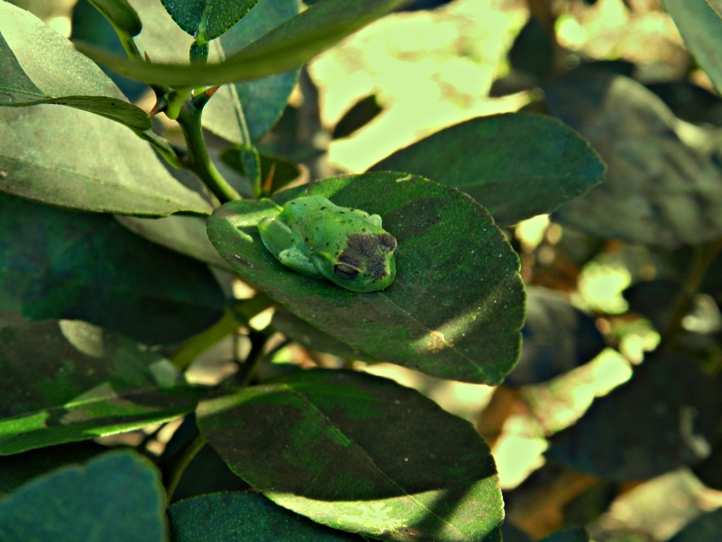 Small amphibian species - Serra do cipó, Brazil