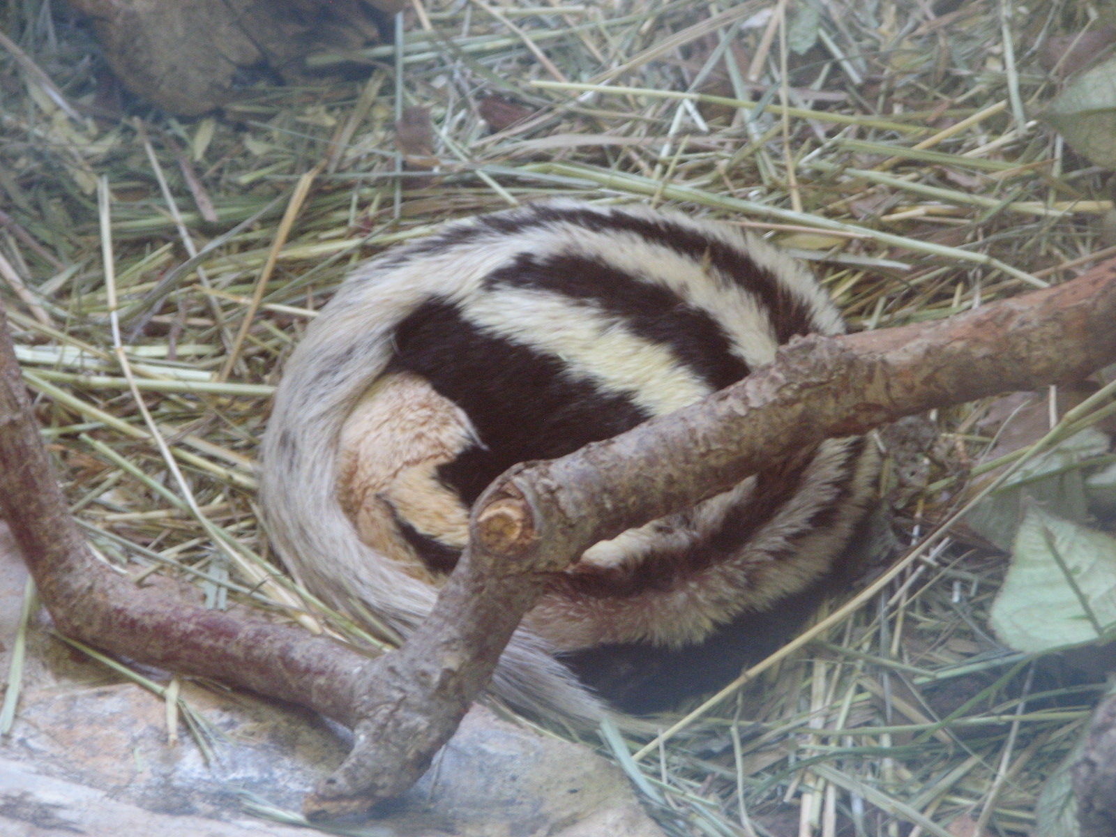 Small Animal Building - African Striped Weasel