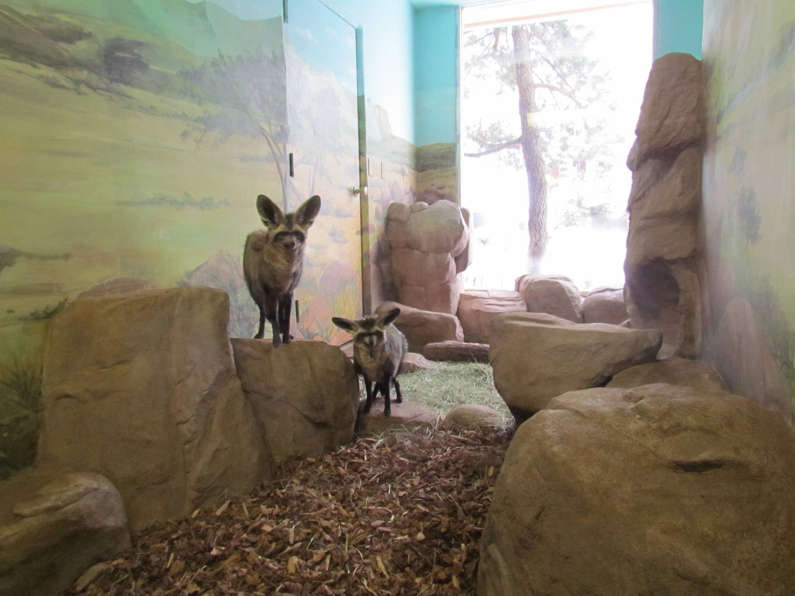 Small Animal Building - Bat-eared Foxes