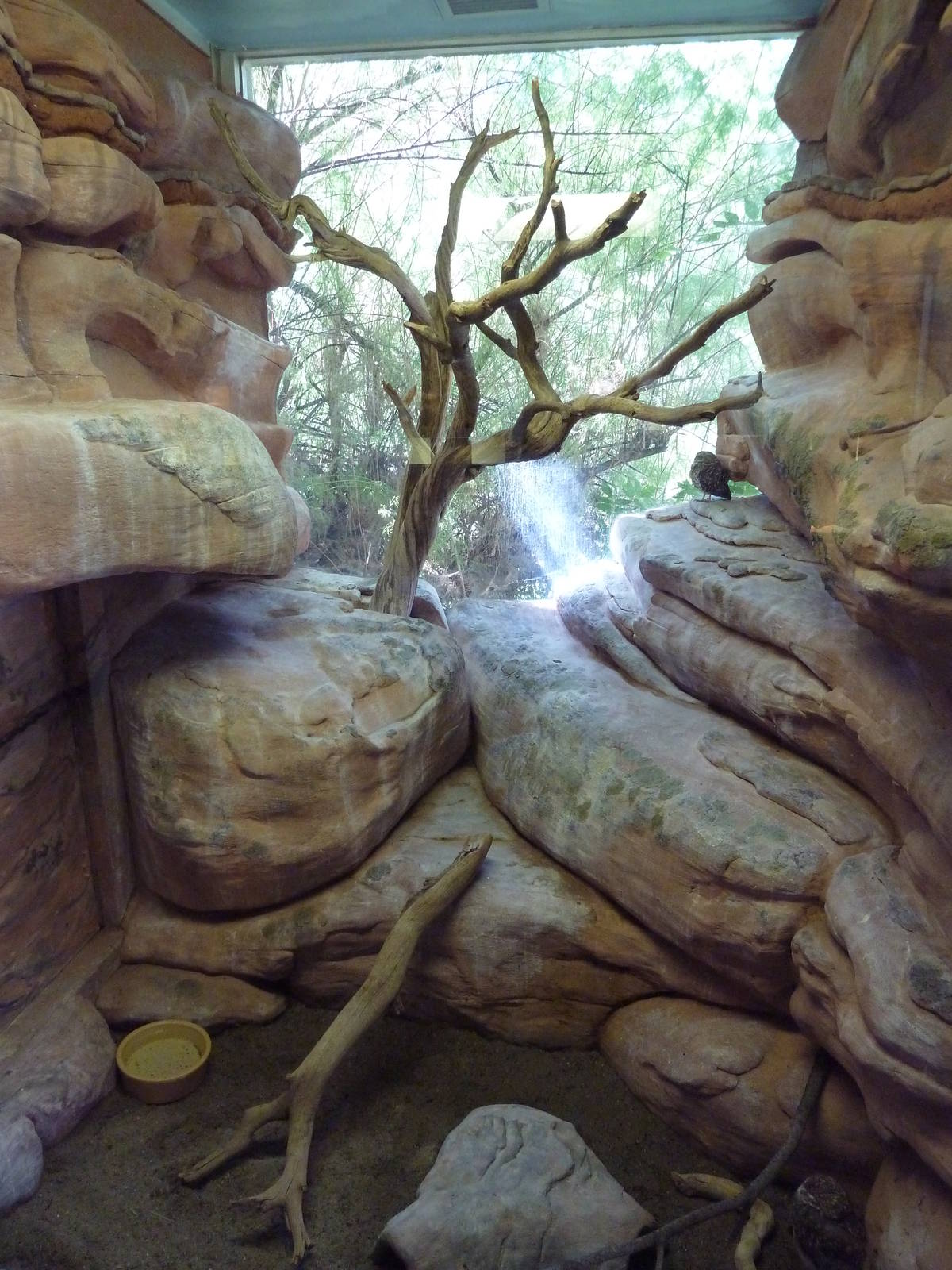 Small Animal Building - Burrowing Owl Exhibit