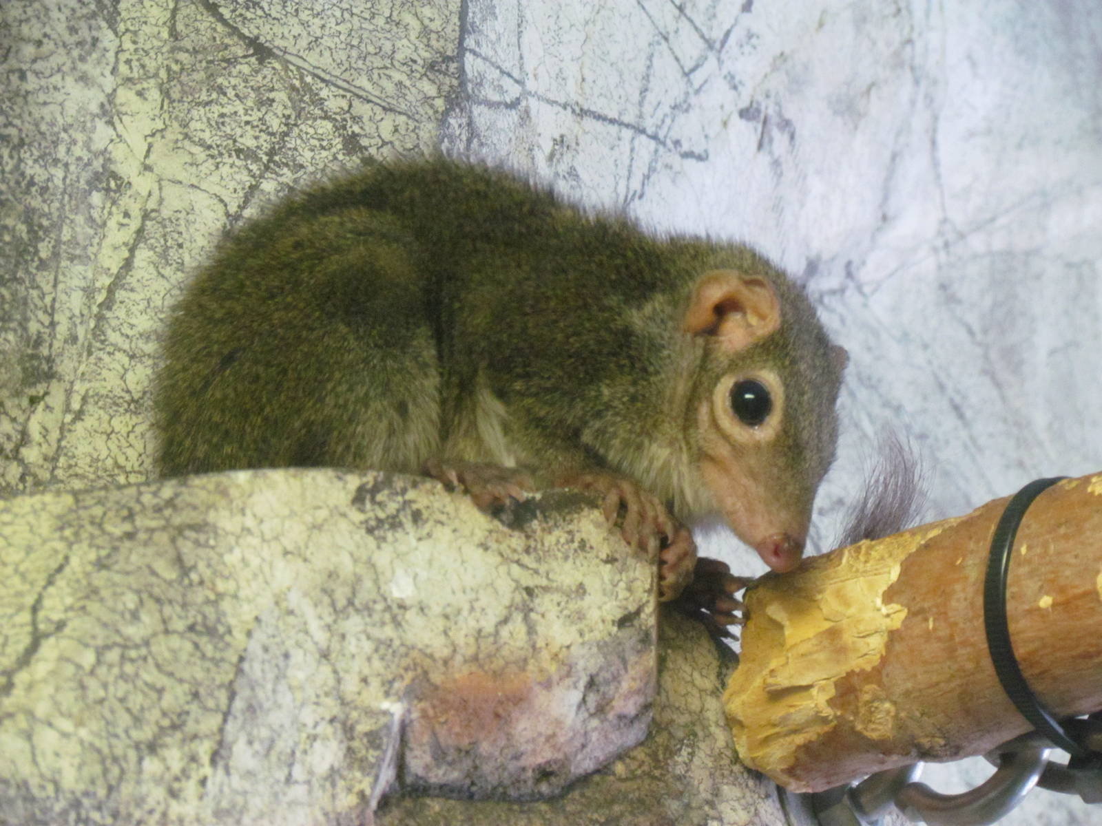 Small Animal Building - Common Tree-shrew