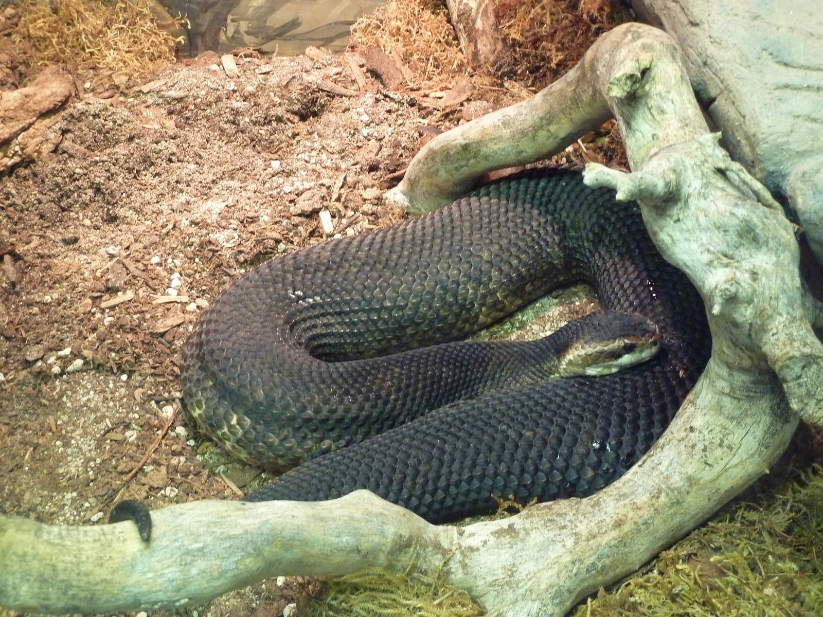 Small Animal Building - Cottonmouth