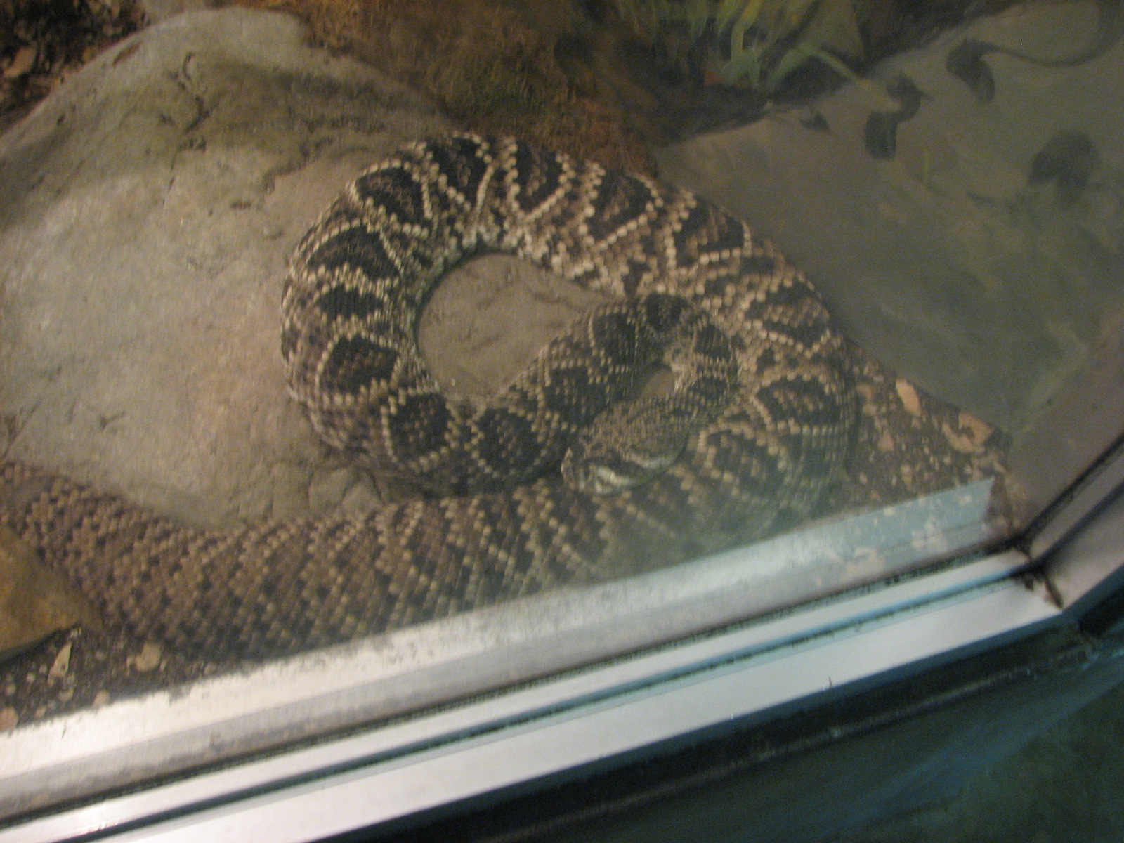 Small Animal Building - Eastern Diamondback Rattlesnake