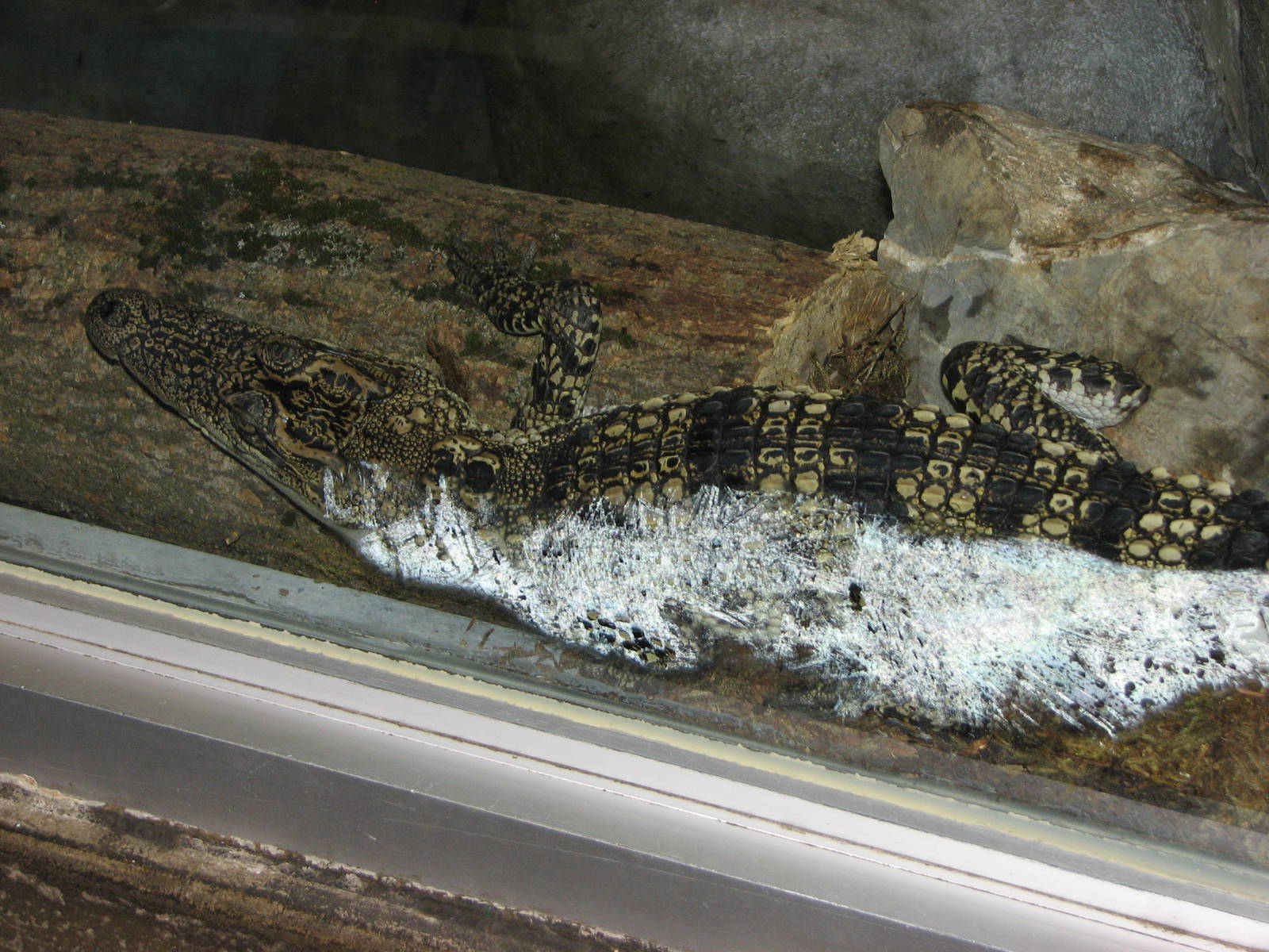 Small Animal Building - Juvenile Siamese Crocodile