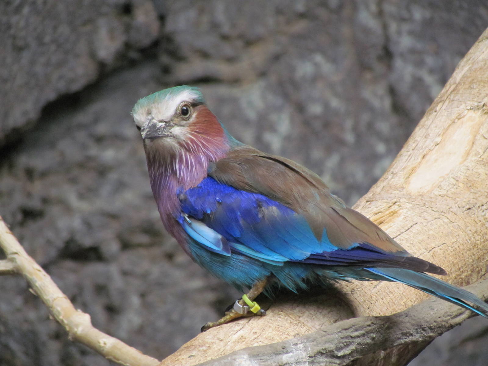 Small Animal Building - Lilac-breasted Roller