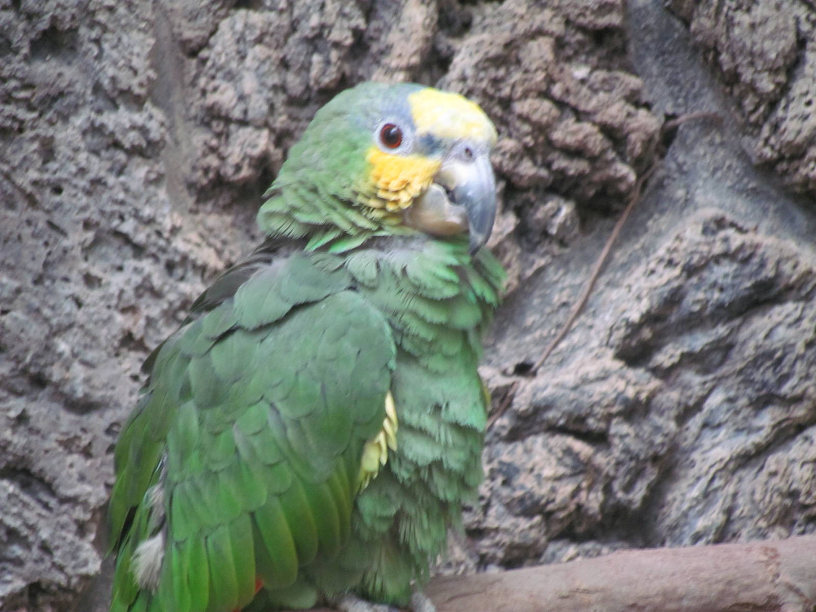 Small Animal Building - Orange-winged Amazon