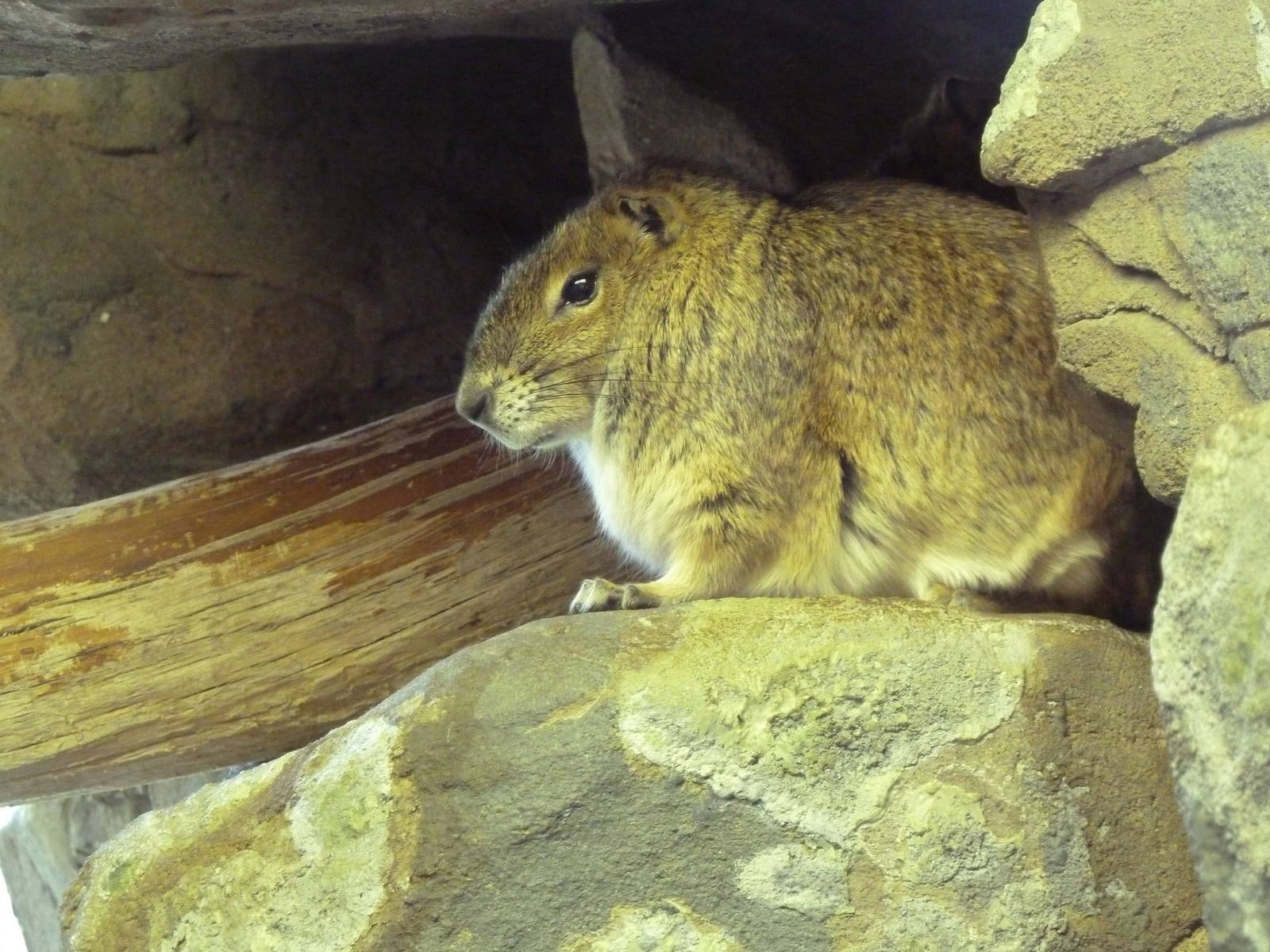 Small Animal Building - Rock Cavy