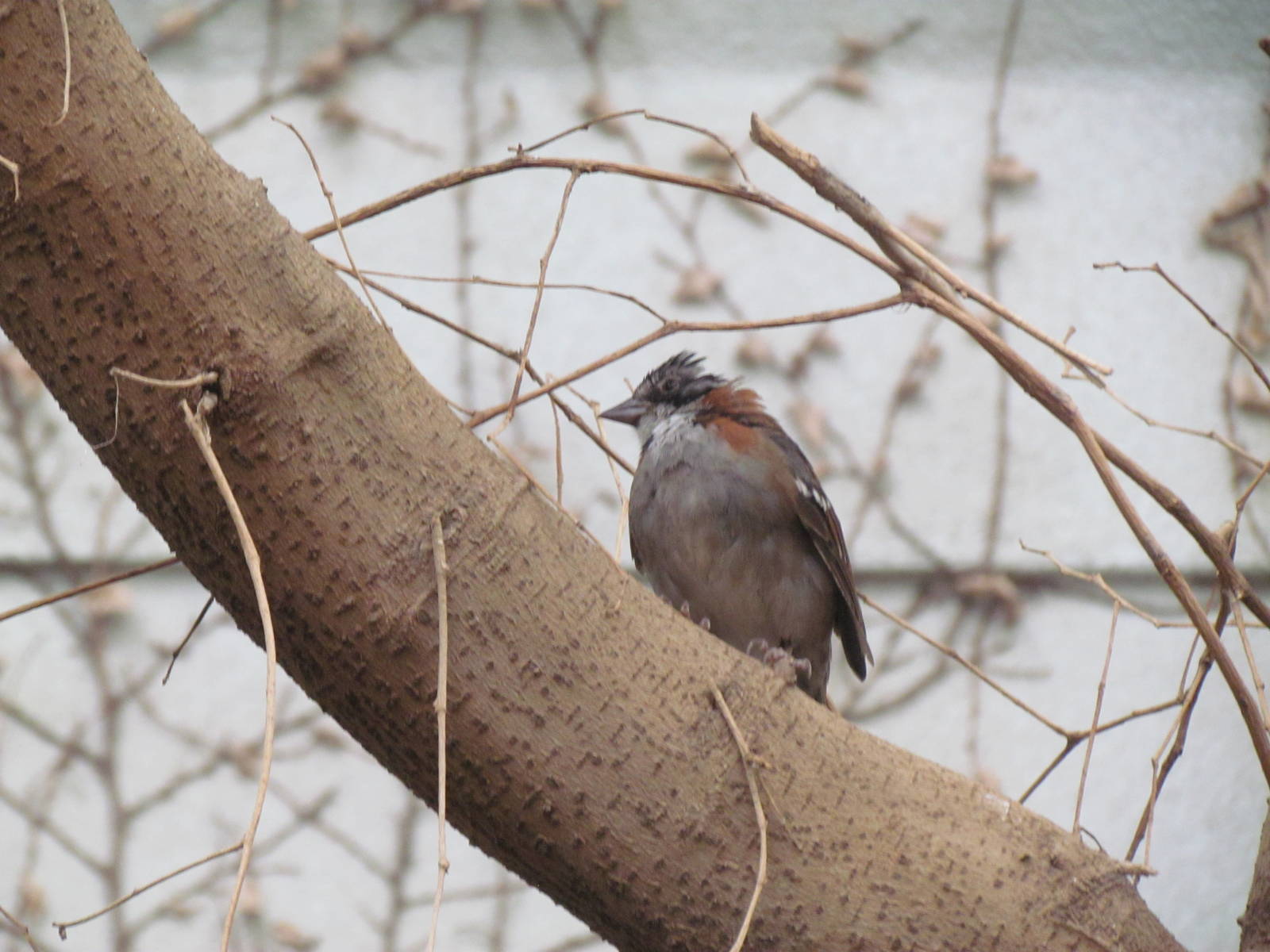 Small Animal Building - Rufous-collared Sparrow