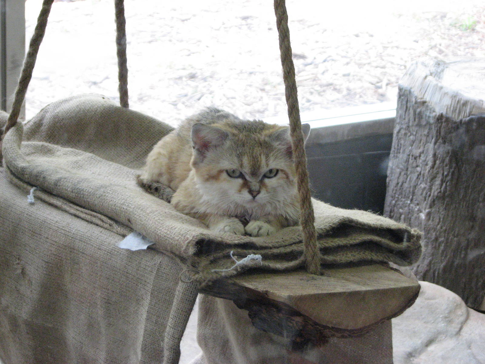 Small Animal Building - Sand Cat