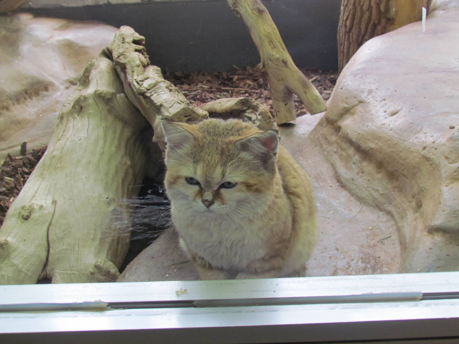 Small Animal Building - Sand Cat