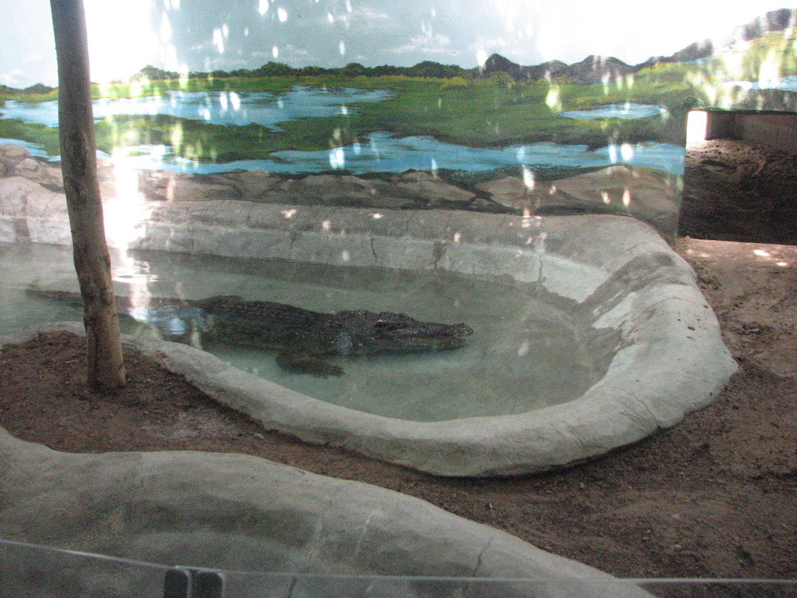 Small Animal Building - Siamese Crocodile Exhibit