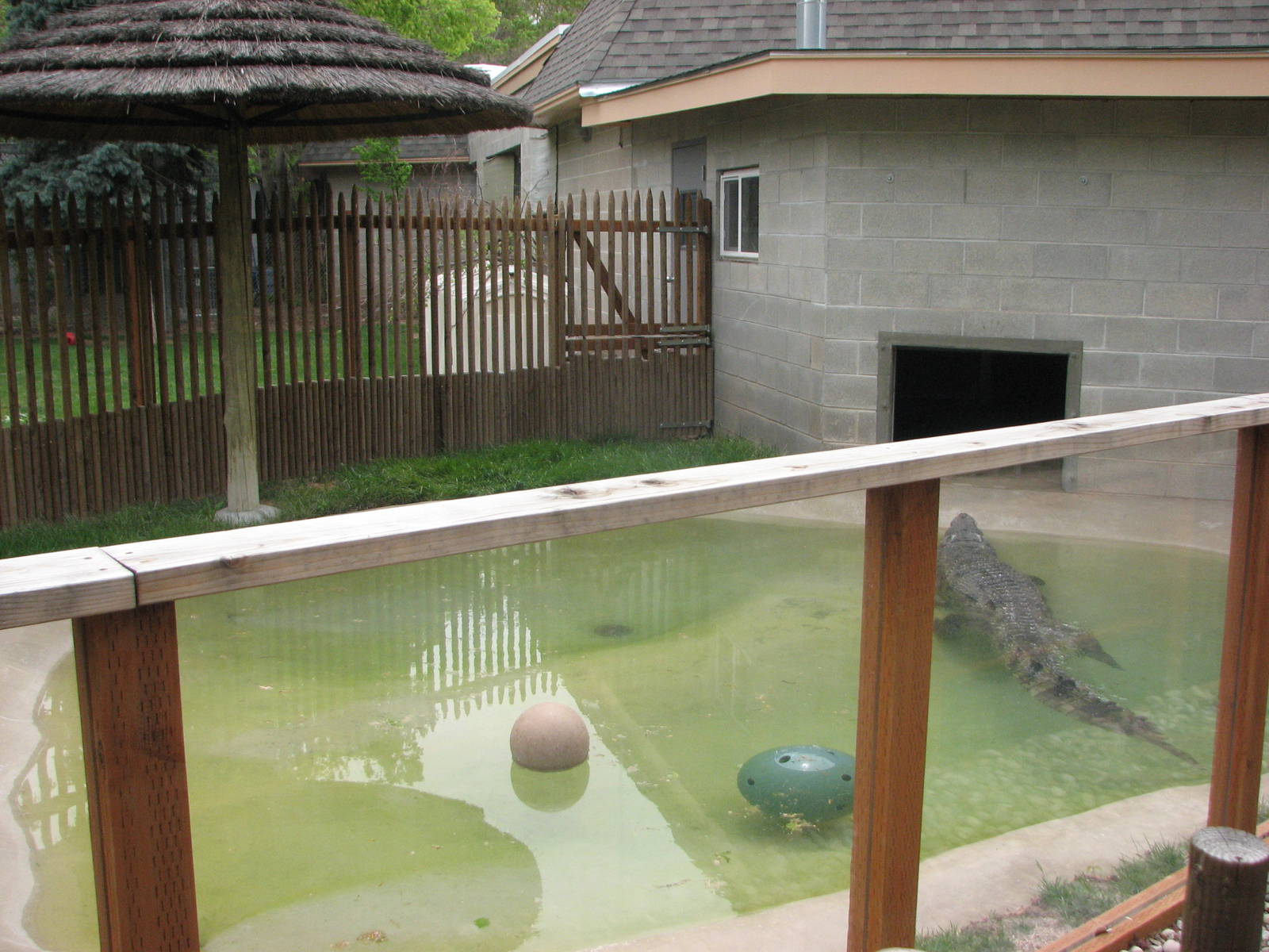Small Animal Building - Siamese Crocodile Outdoor Yard