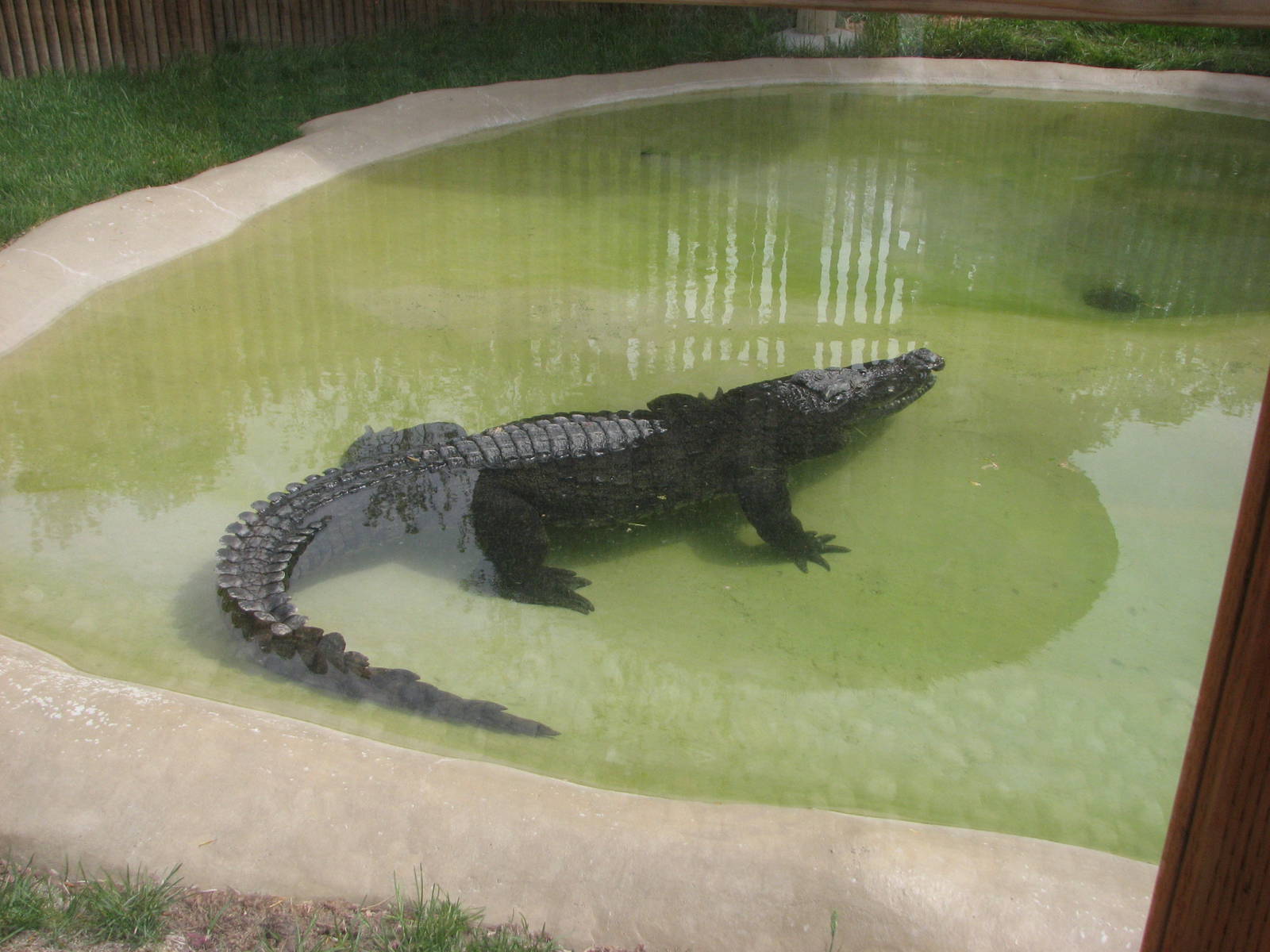 Small Animal Building - Siamese Crocodile