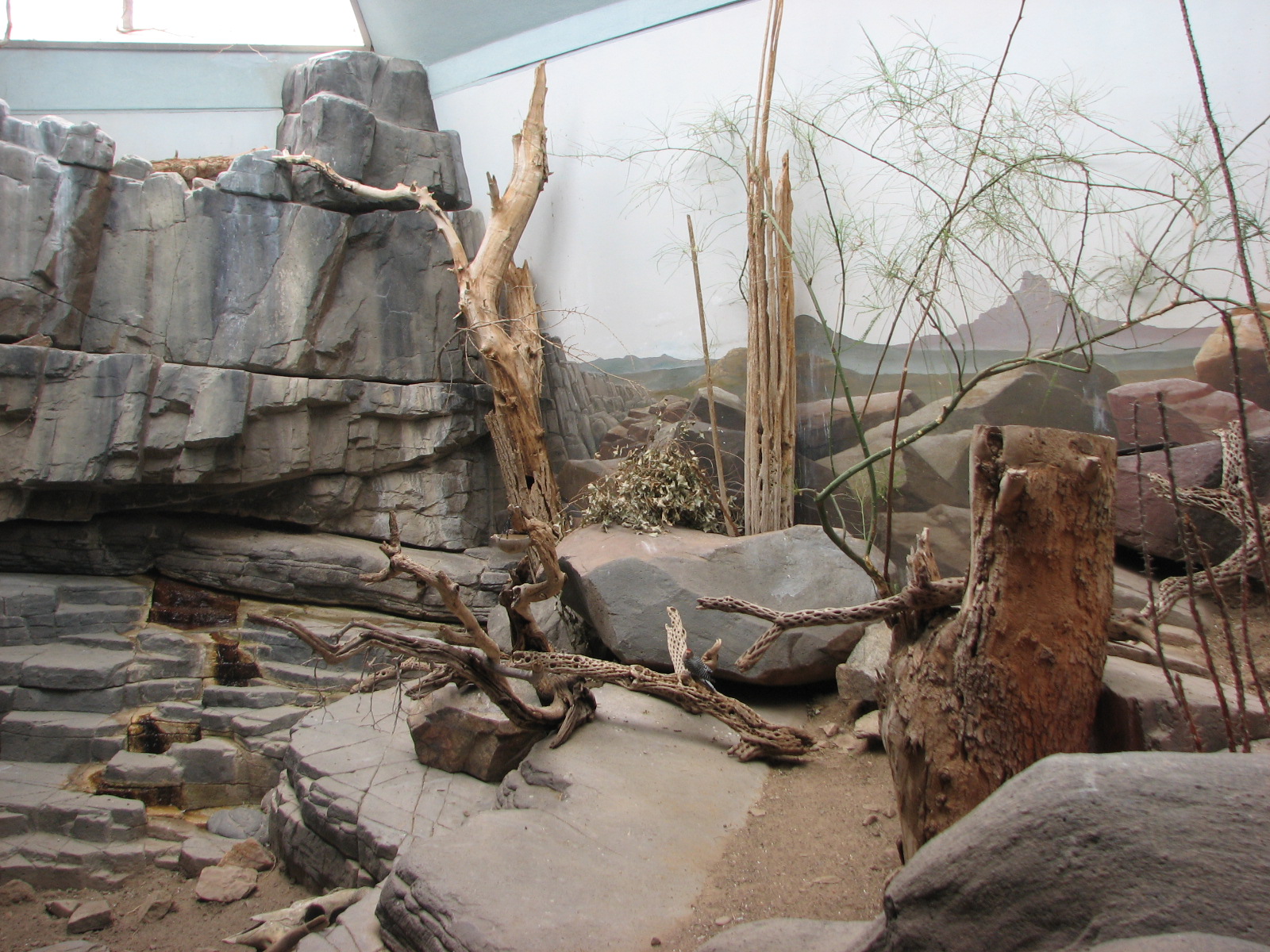 Small Animal Building - Sonoran Desert