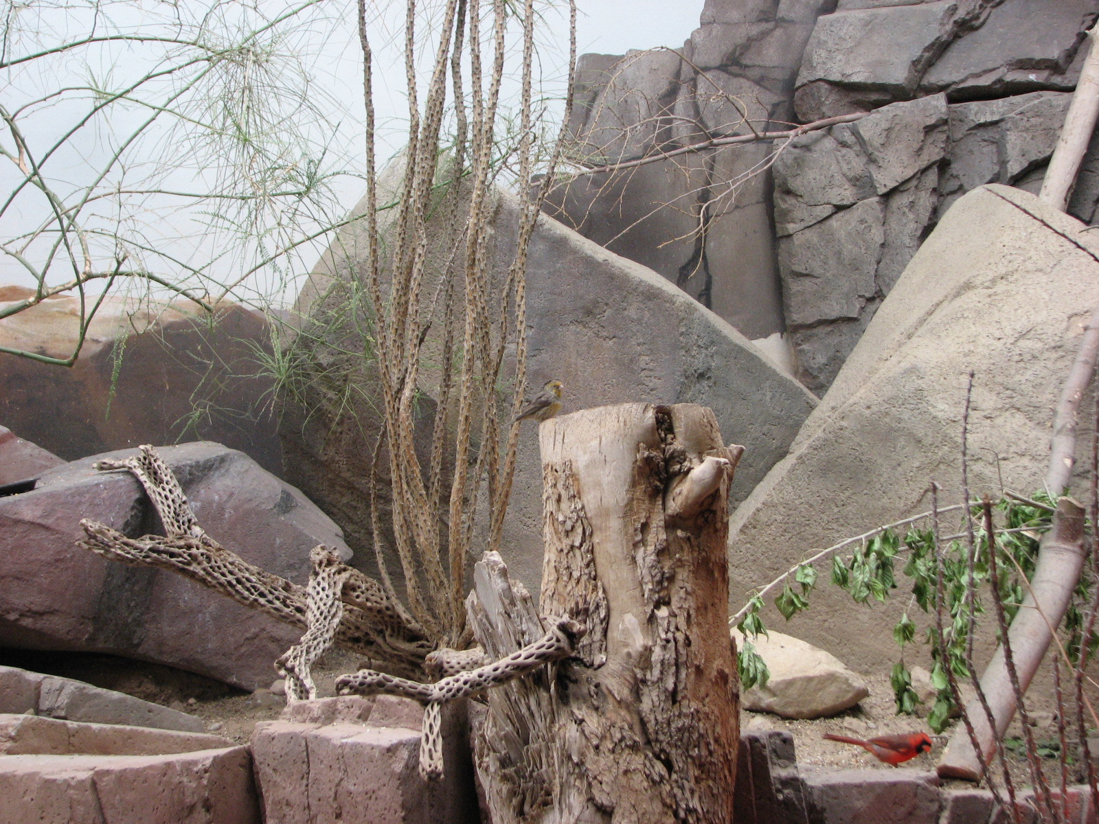 Small Animal Building - Sonoran Desert
