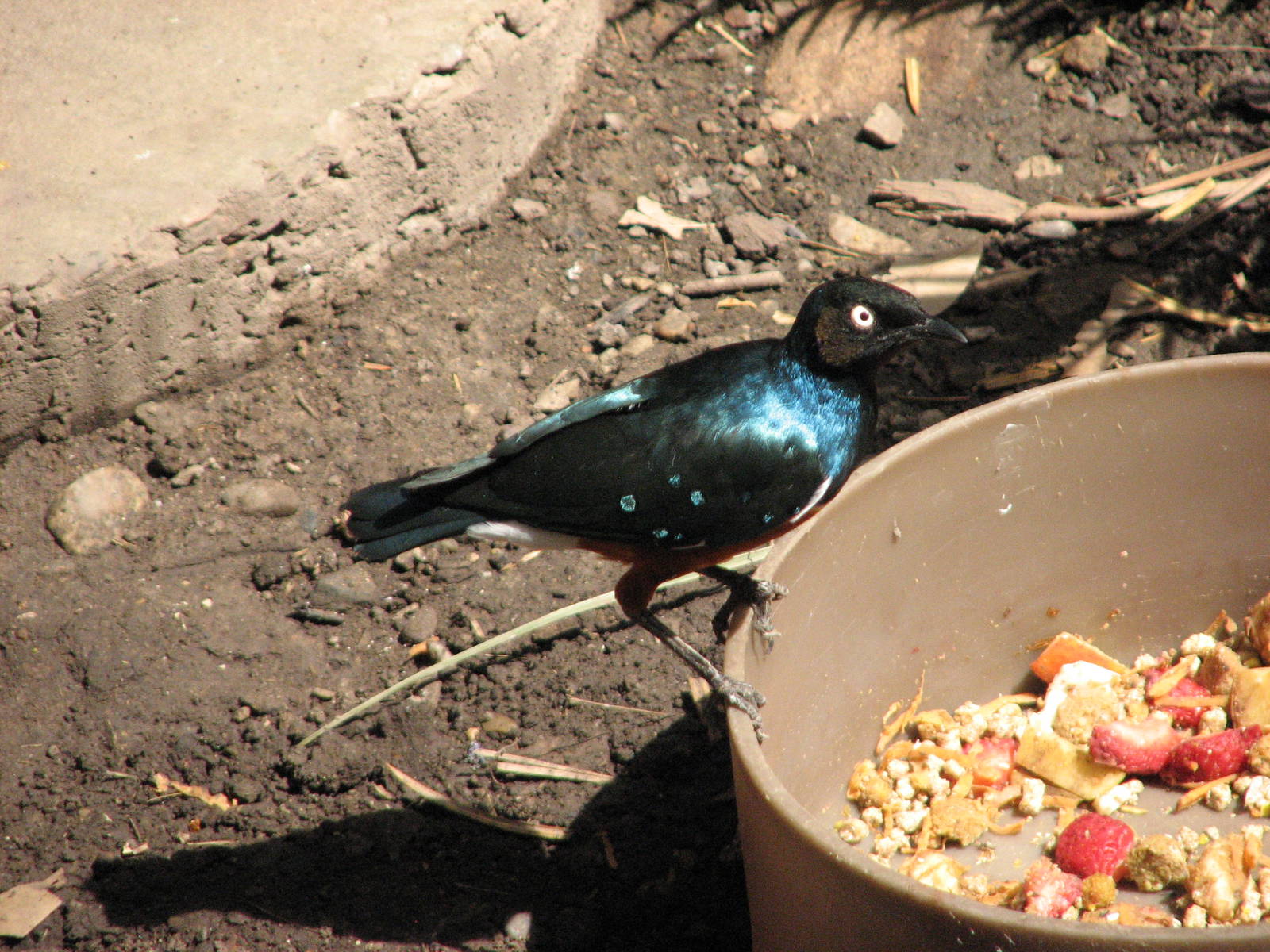 Small Animal Building - Superb Starling