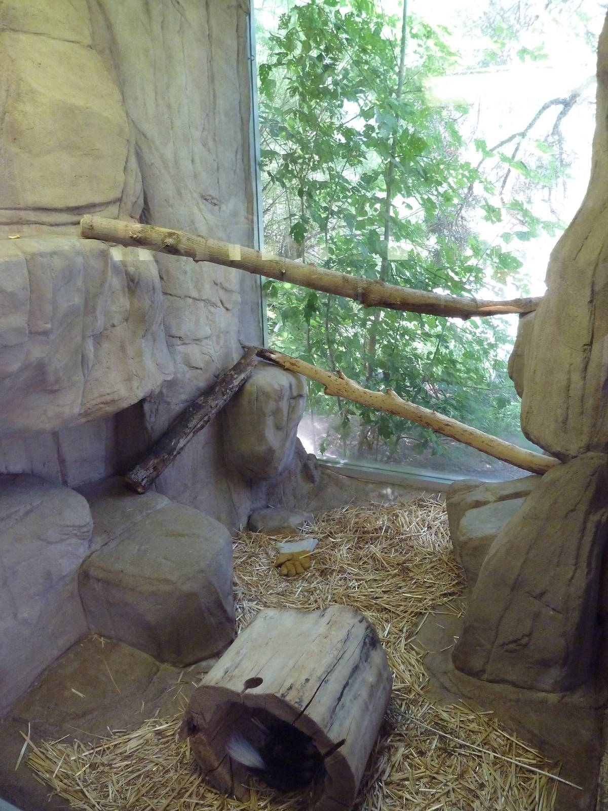 Small Animal Building - Western Spotted Skunk Exhibit