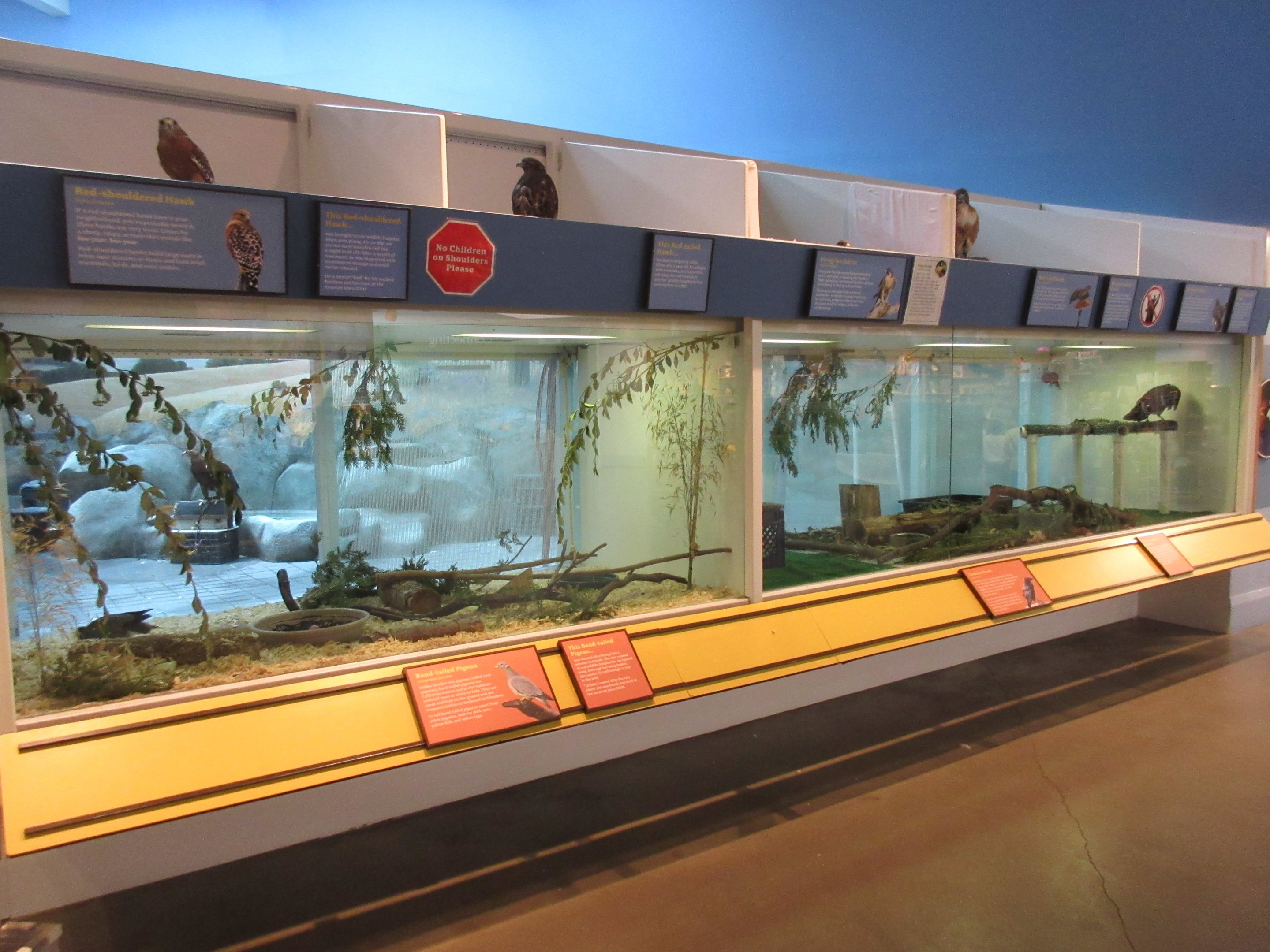 Small Animal Exhibits + Birds of Prey