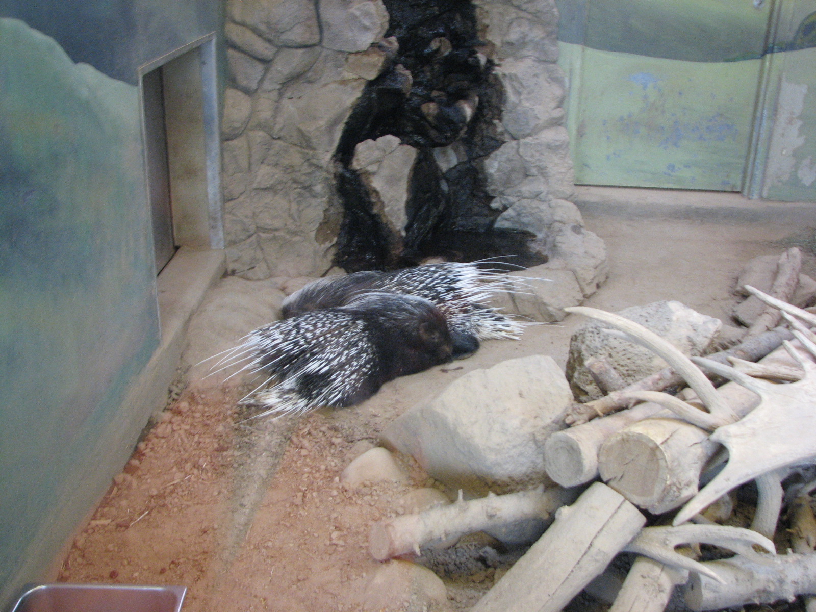 Small Animal Kingdom - African Crested Porcupine