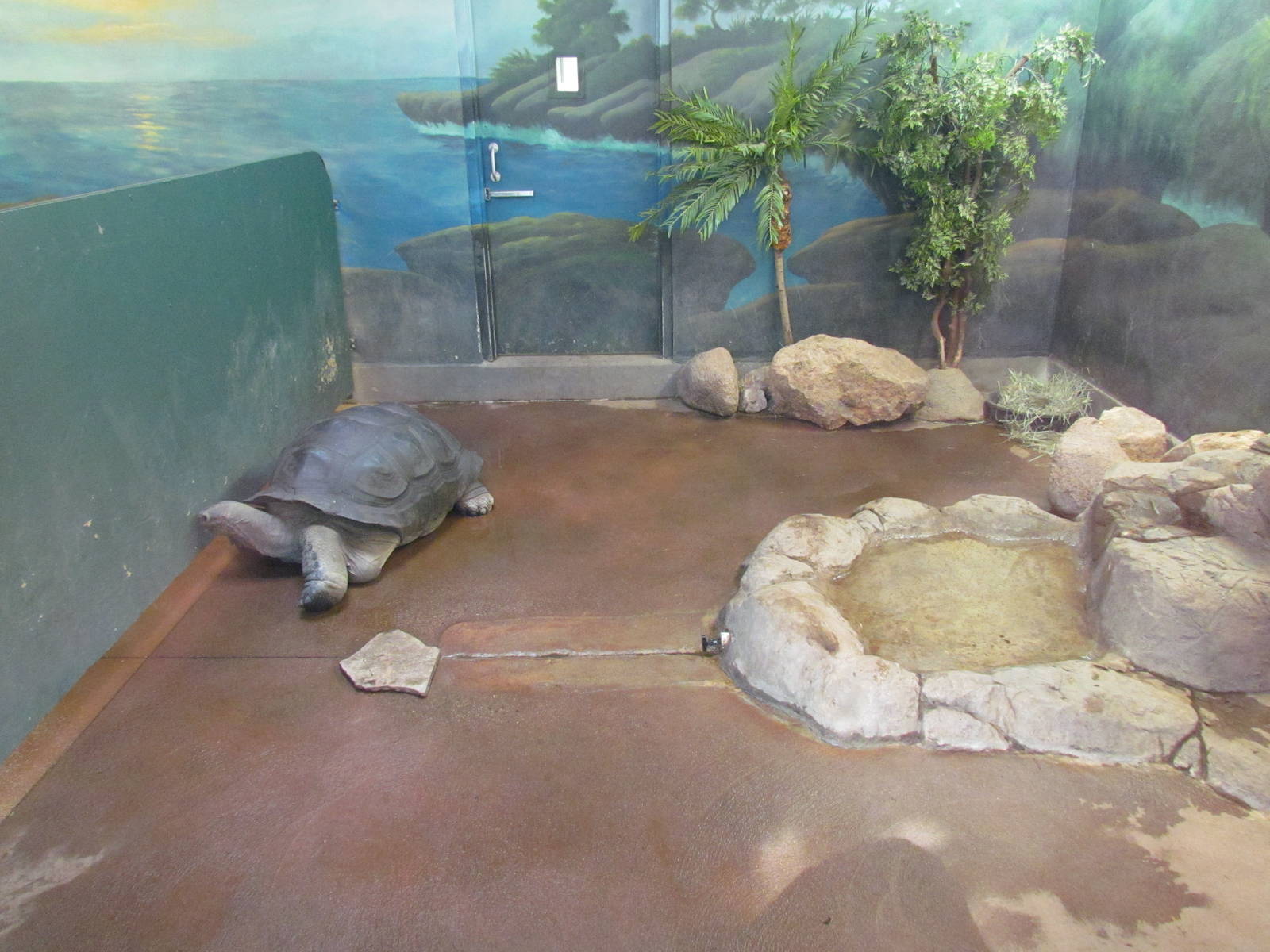 Small Animal Kingdom - Aldabra Tortoise Exhibit