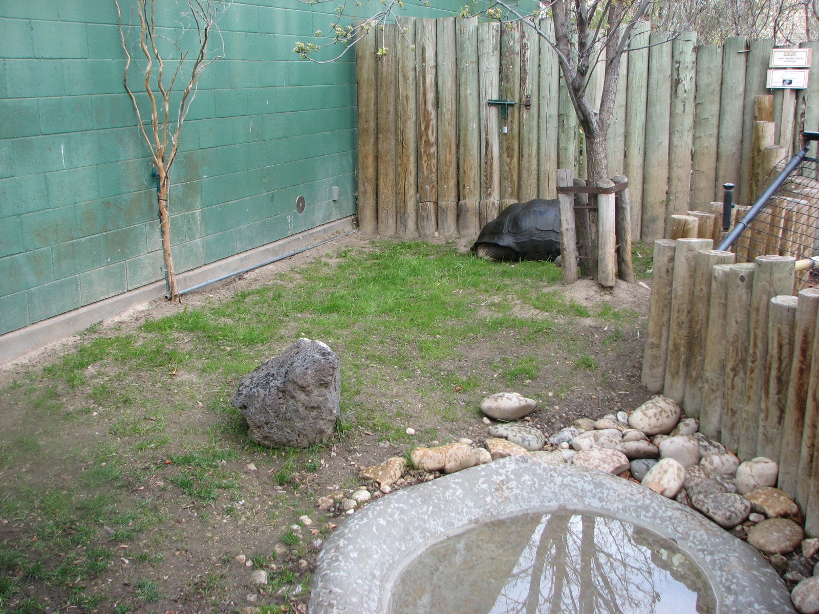 Small Animal Kingdom - Aldabra Tortoise Outdoor Exhibit