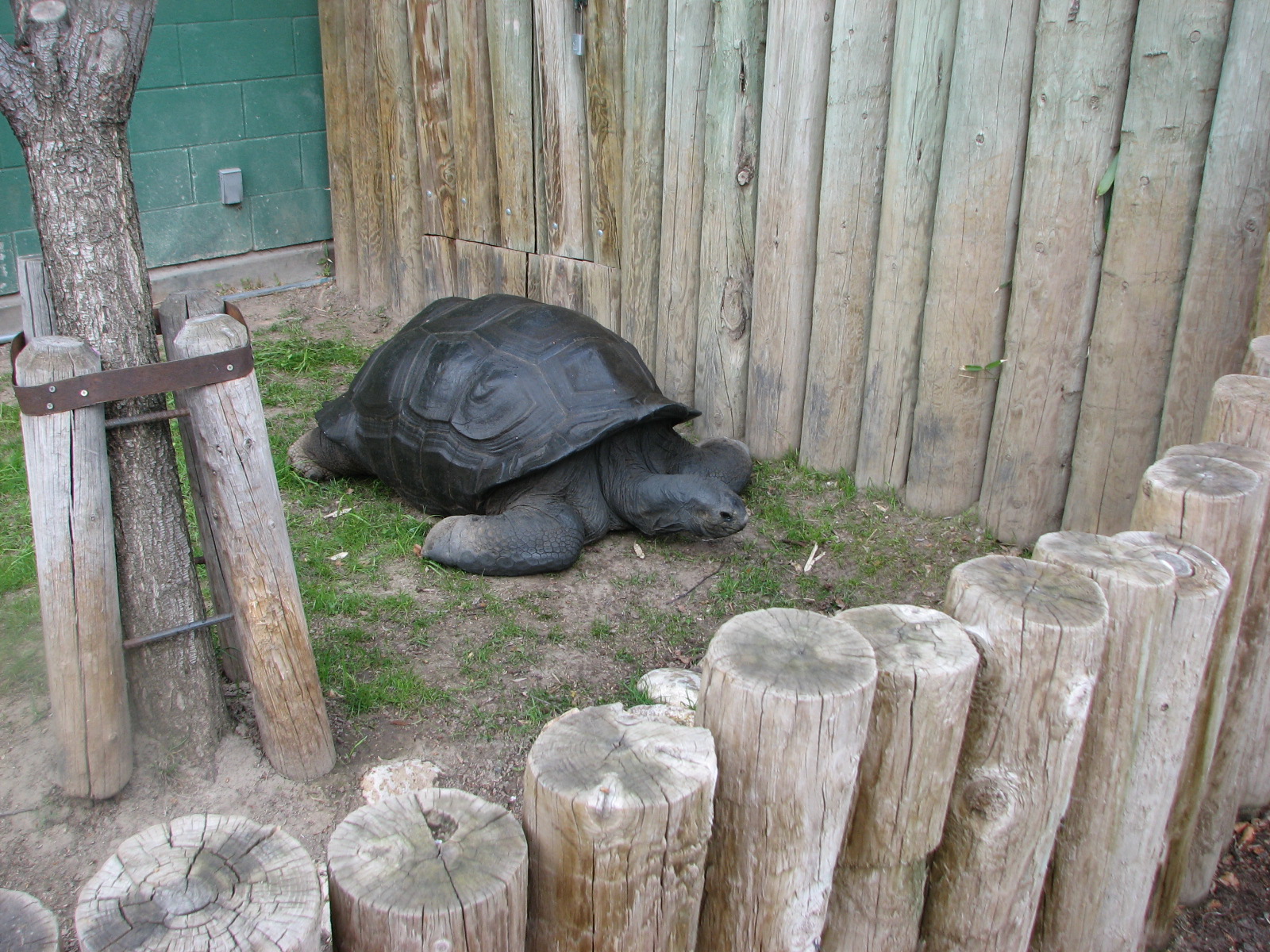 Small Animal Kingdom - Aldabra Tortoise