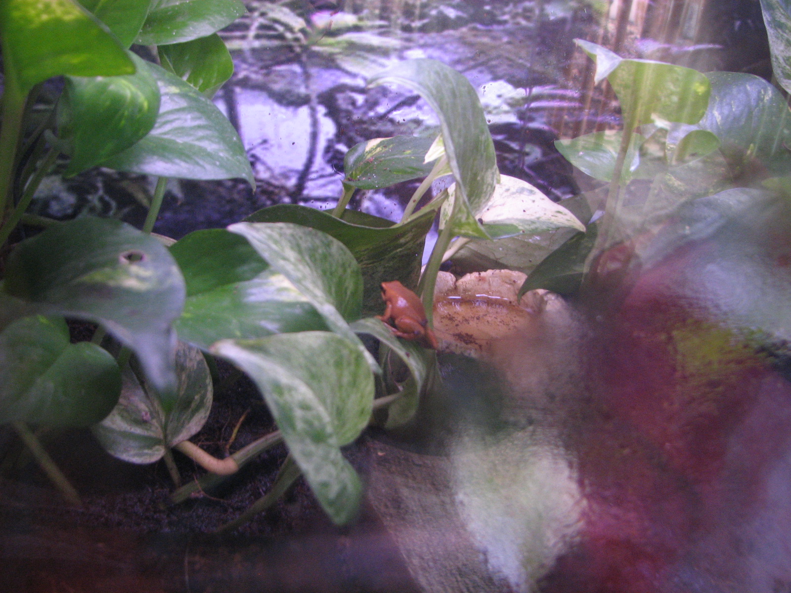 Small Animal Kingdom - Black-Eared Mantella