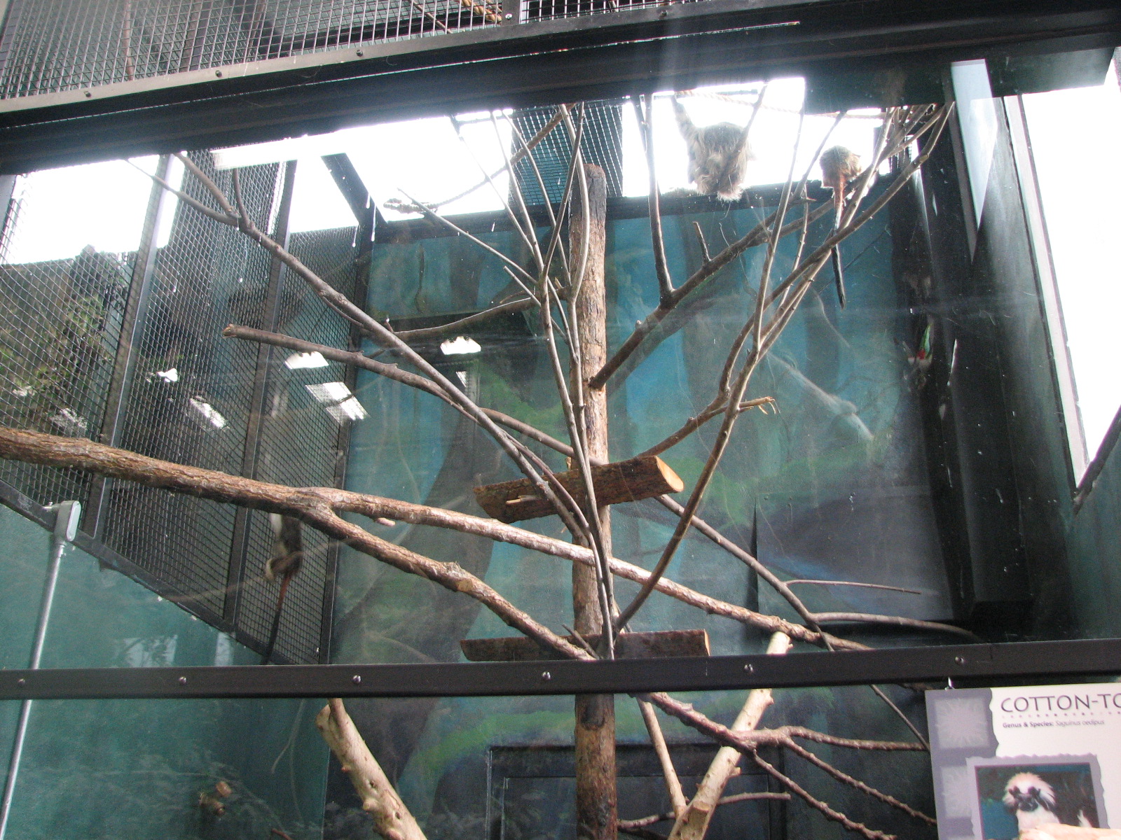 Small Animal Kingdom - Cotton Top Tamarins and Two-Toed Sloth