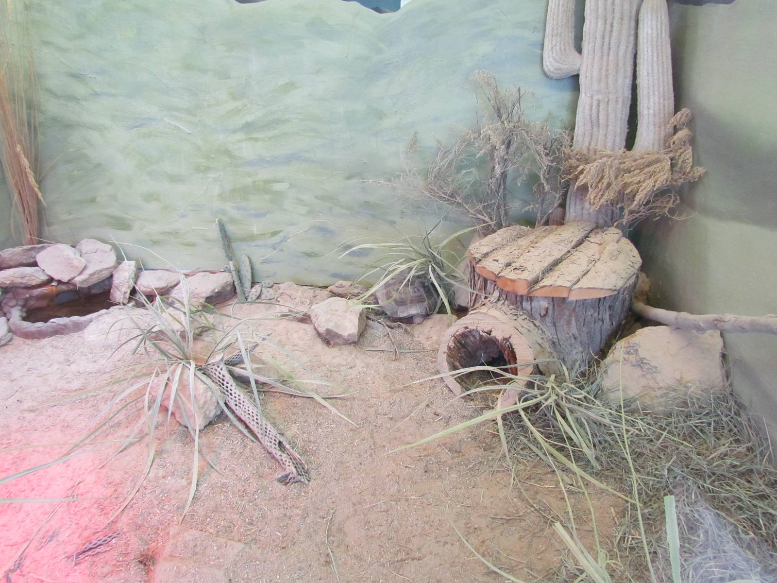 Small Animal Kingdom - Desert Tortoise Exhibit