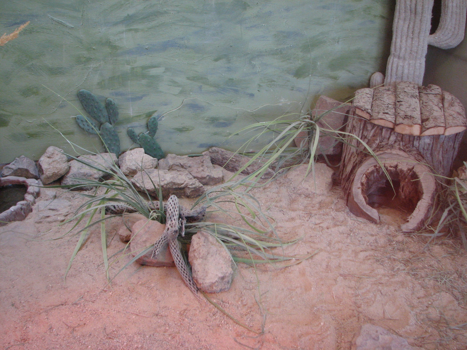 Small Animal Kingdom - Desert Tortoise Exhibit