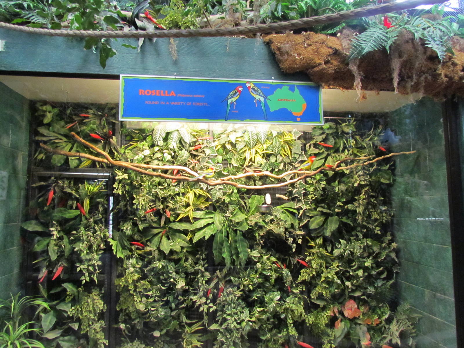 Small Animal Kingdom - Eastern Rosella Exhibit