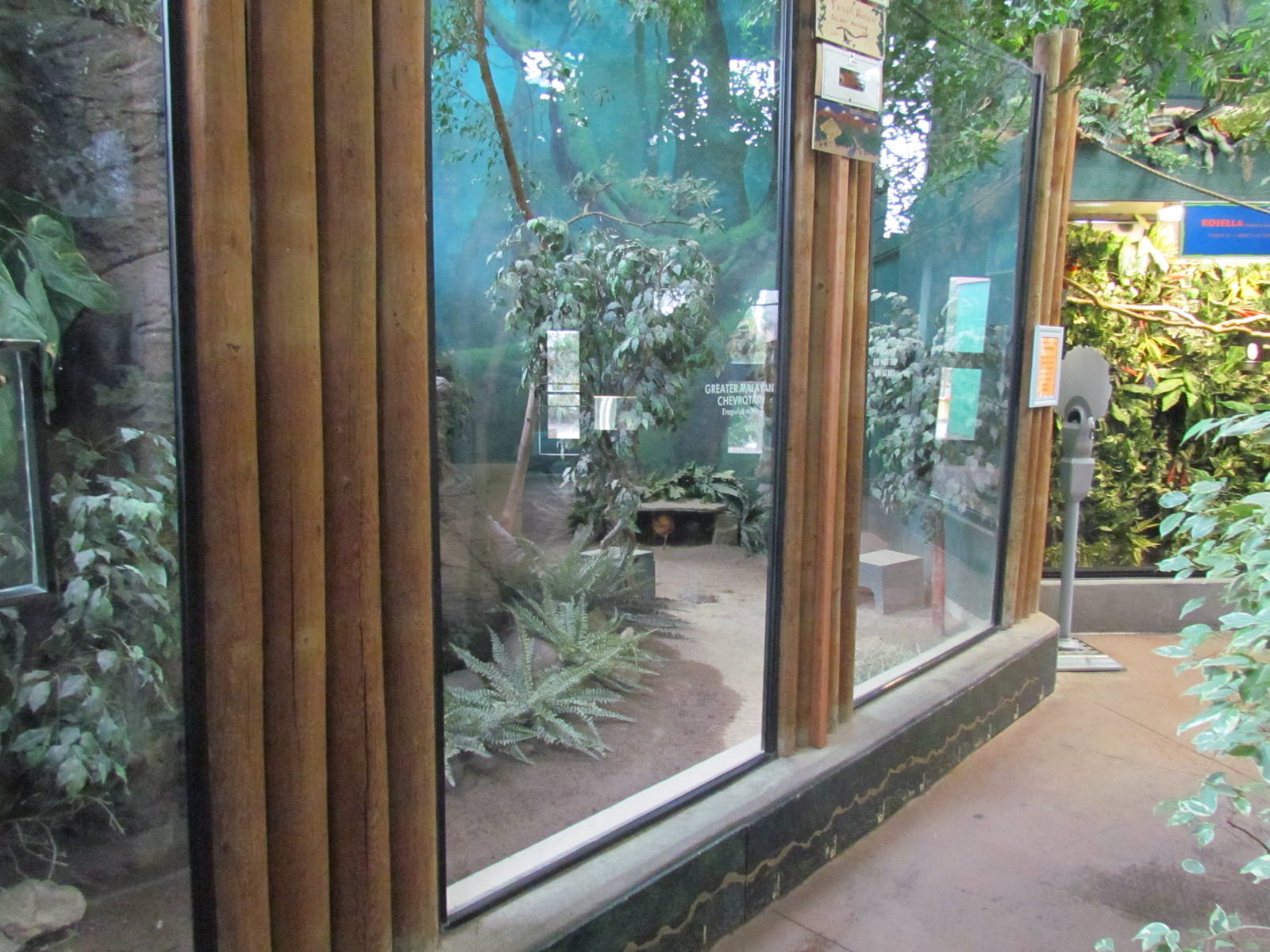 Small Animal Kingdom - Greater Malayan Chevrotain Exhibit