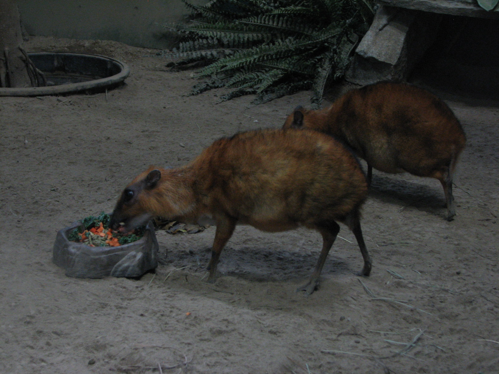 Small Animal Kingdom - Greater Malayan Chevrotains